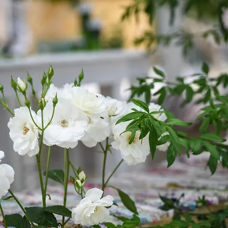 Therianos Traditional Agroturismo Kallithea (Zakynthos)