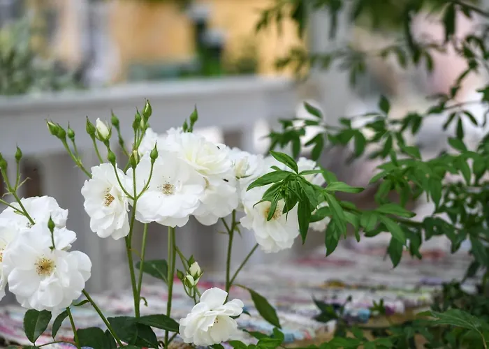 Therianos Traditional Çiftlik konaklama Kallithea (Zakynthos)